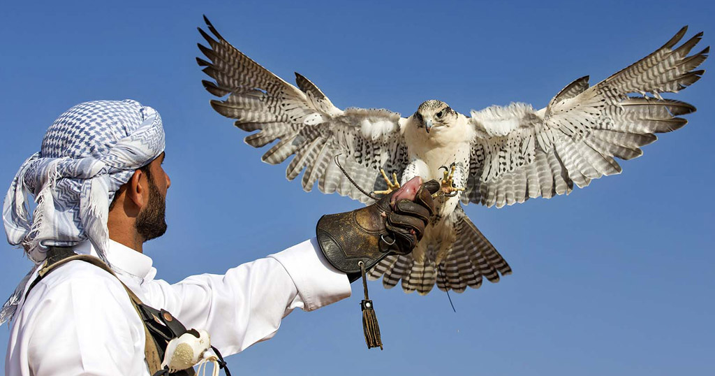 Falconry Traditional Sport and Symbol of the UAE