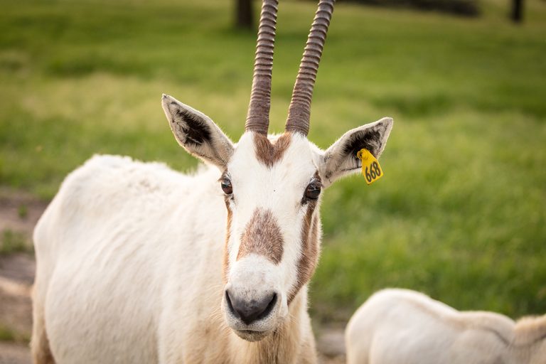 National Animal Of UAE | Arabian Oryx