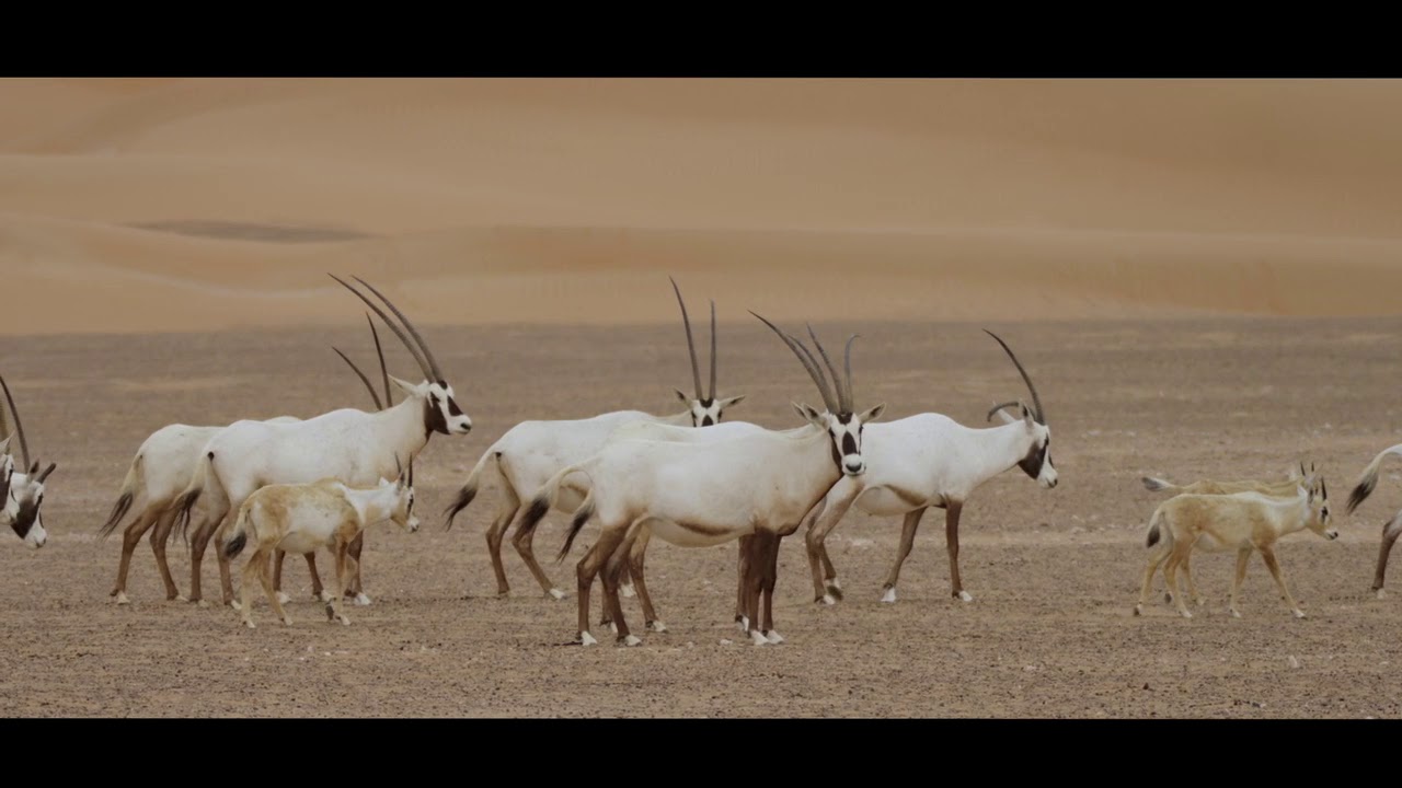 National Animal Of UAE | Arabian Oryx is The National Animal